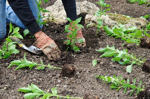 Trained gardening team using PPE in a Woodford garden