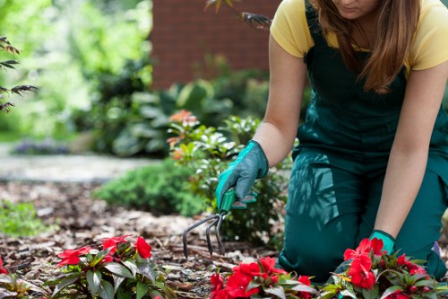 Lawn and hedge care as part of garden maintenance in Woodford