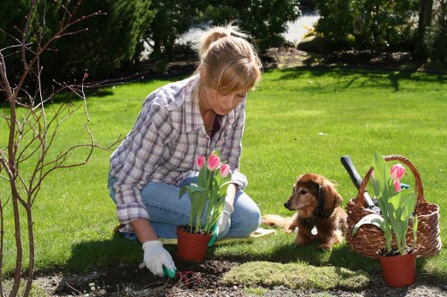 Seasonal hedge maintenance in Woodford for healthy green growth