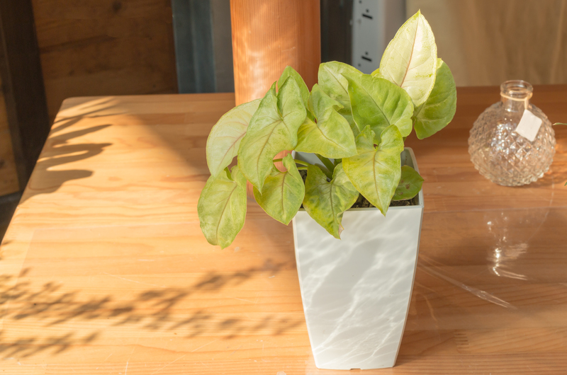 garden design Garden