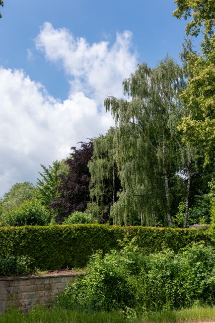 A lush garden scene featuring a neatly trimmed hedge along a low brick wall, with various trees including a tall, slender weeping willow with drooping branches and dense green foliage. In the backgrou