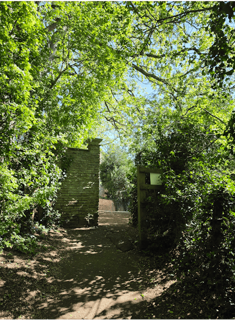 A lush garden scene featuring a neatly trimmed hedge along a low brick wall, with various trees including a tall, slender weeping willow with drooping branches and dense green foliage. In the backgrou