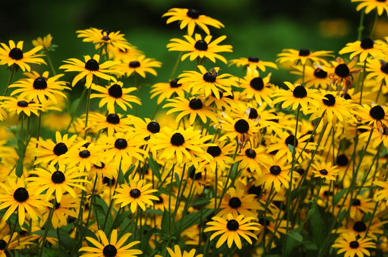 garden care garden