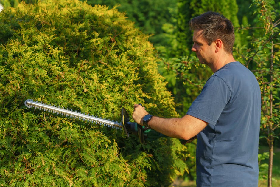 A man with short brown hair wearing a blue T-shirt and a wristwatch is engaged in hedge trimming in a garden. He is using a handheld hedge trimmer to carefully prune a lush, green hedge composed of de