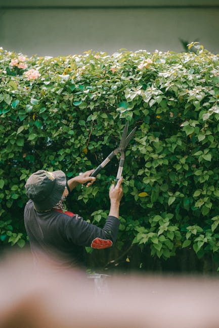 A man with short brown hair wearing a blue T-shirt and a wristwatch is engaged in hedge trimming in a garden. He is using a handheld hedge trimmer to carefully prune a lush, green hedge composed of de